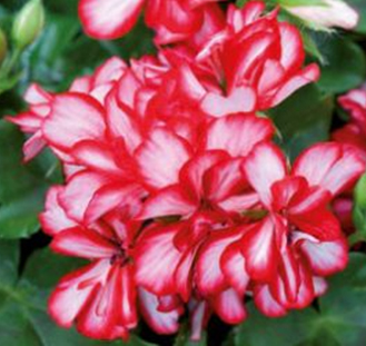 пеларгония плющелистная pelargonium peltatum